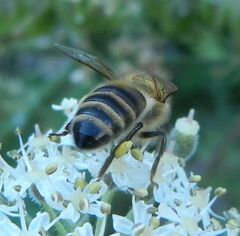 Apis mellifera