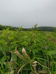 Jacobaea cannabifolia