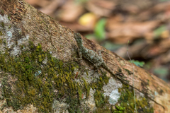 Draco blanfordii