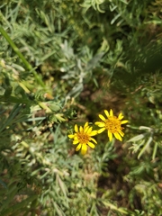 Limbarda crithmoides