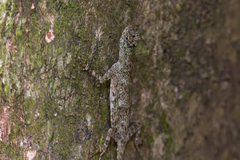 Draco obscurus