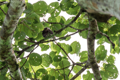 Brachypodius eutilotus