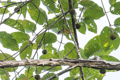 Pericrocotus igneus igneus