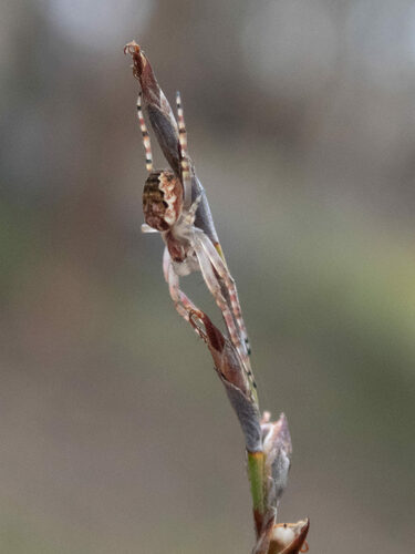 Western Bush Orbweaver