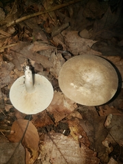 Lactarius fumosus
