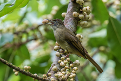 Iole viridescens cinnamomeoventris