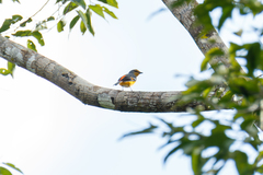 Pericrocotus igneus igneus