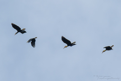 Rhyticeros subruficollis