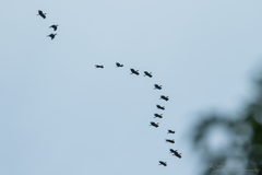 Rhyticeros subruficollis