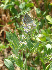 Polyommatus icarus