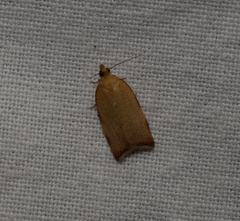 Clepsis siciliana