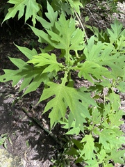 Montanoa grandiflora