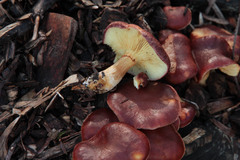 Gymnopilus purpuratus