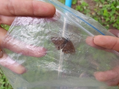 Satyrium liparops
