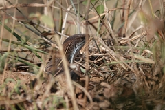 Gerrhosaurus nigrolineatus