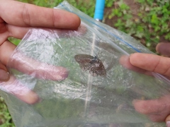 Satyrium liparops