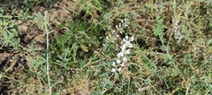 Astragalus melilotoides