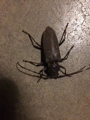 Enaphalodes hispicornis