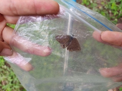 Satyrium liparops