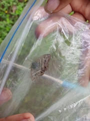 Satyrium liparops