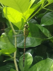Coryphaeschna