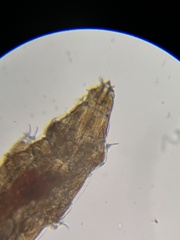 Milnesium tardigradum