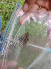 Satyrium liparops