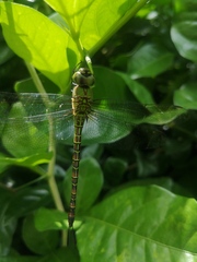 Coryphaeschna