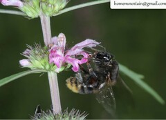 Bombus koreanus