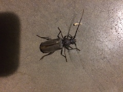 Enaphalodes hispicornis