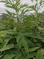 Jacobaea cannabifolia