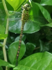 Coryphaeschna