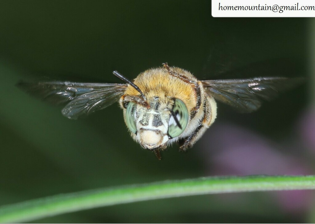 Amegilla parhypate in August 2022 by Homemountain/Shan Gui. The belts