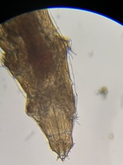 Milnesium tardigradum