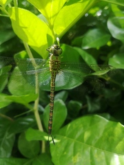 Coryphaeschna