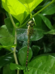 Coryphaeschna