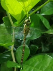 Coryphaeschna