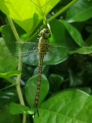 Coryphaeschna