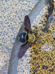 Xylocopa appendiculata appendiculata