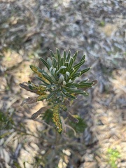 Banksia attenuata