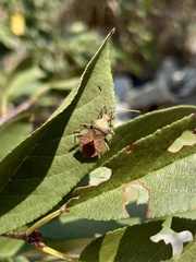 Coreus marginatus