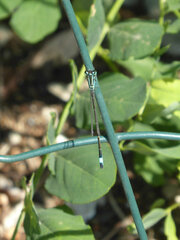 Ischnura elegans