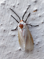 Pygarctia roseicapitis