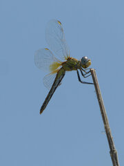 Sympetrum fonscolombii