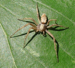 Philodromus aureolus