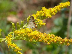 Lycaena tityrus