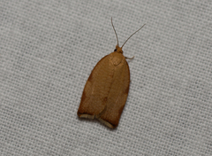 Clepsis siciliana