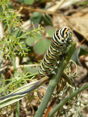 Papilio machaon