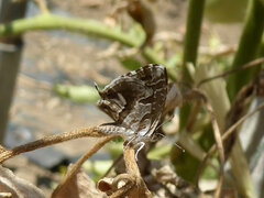 Cacyreus marshalli