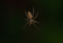 Larinia lineata